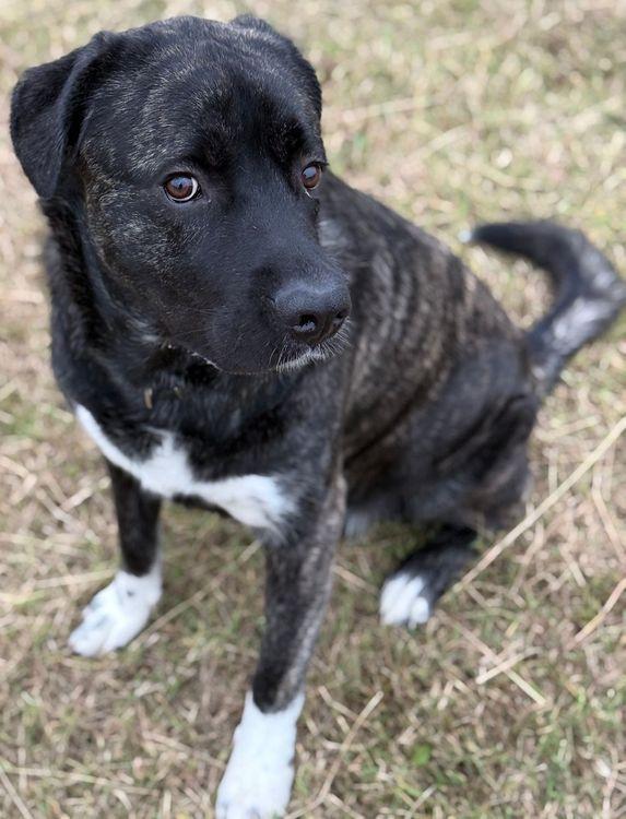 Enlarge Hank, a Adoptable mixed breed in Larkspur, CO image 2/4