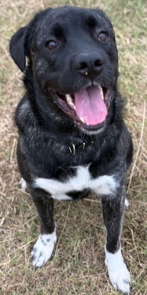 Enlarge Hank, a Adoptable mixed breed in Larkspur, CO image 4/4