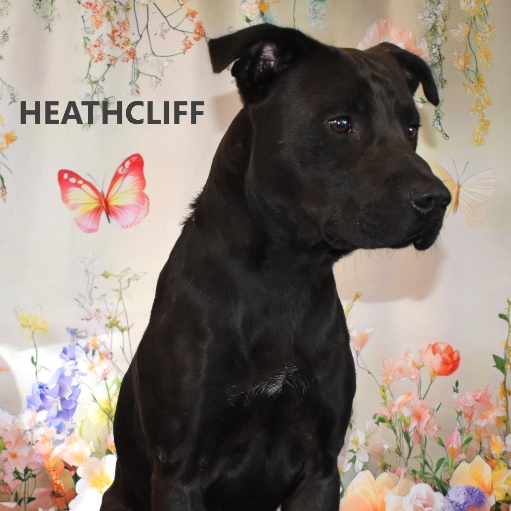 Heathcliff, a Adoptable mixed breed in Yuma, AZ image 1/2