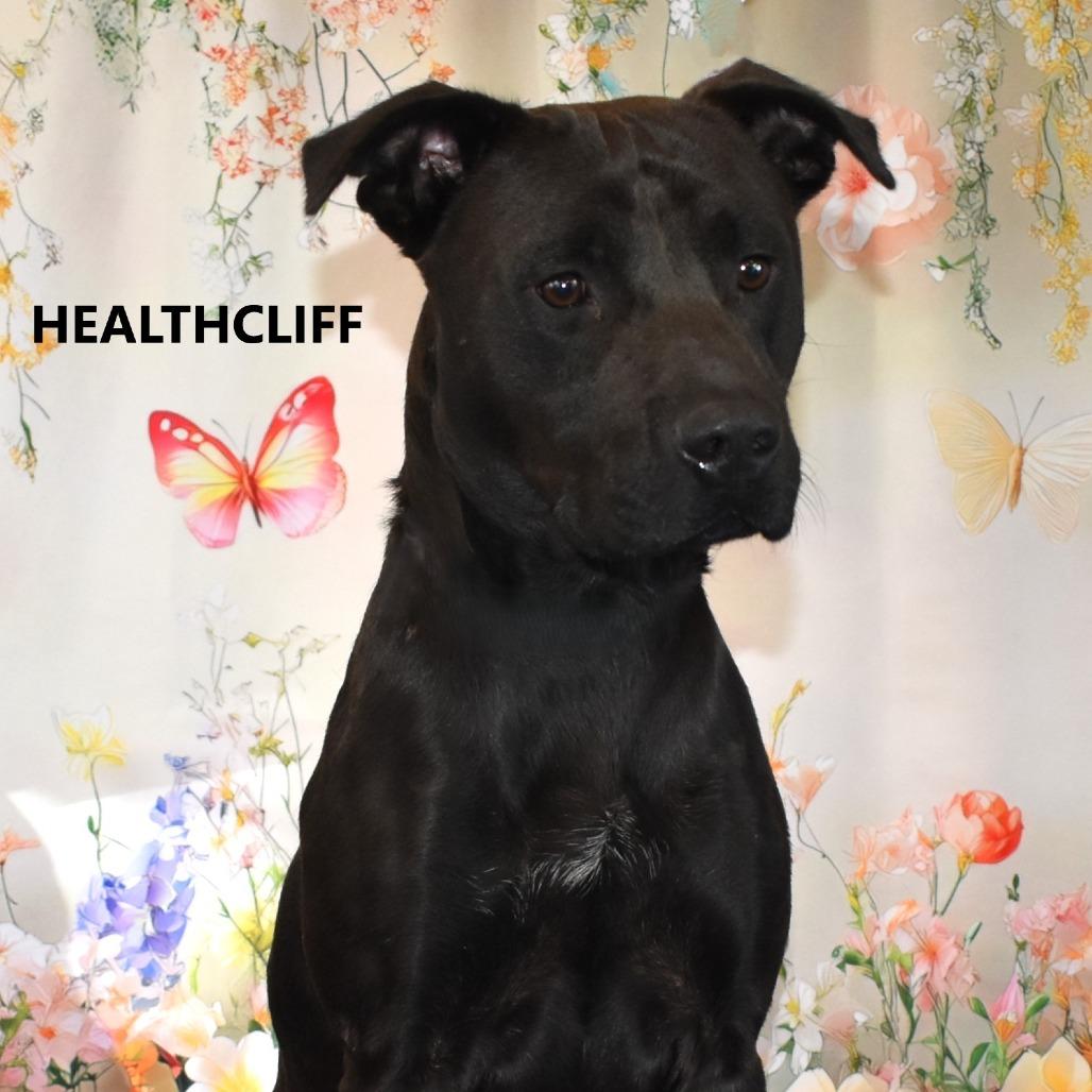 Heathcliff, a Adoptable mixed breed in Yuma, AZ image 2/2