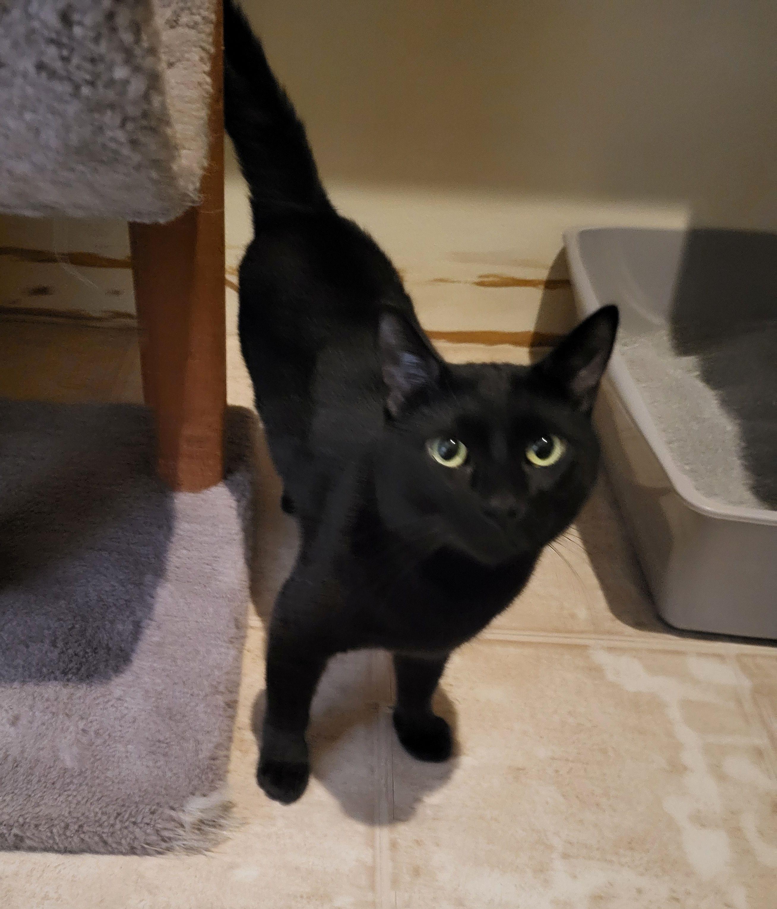 Noah, Adult Male unknown