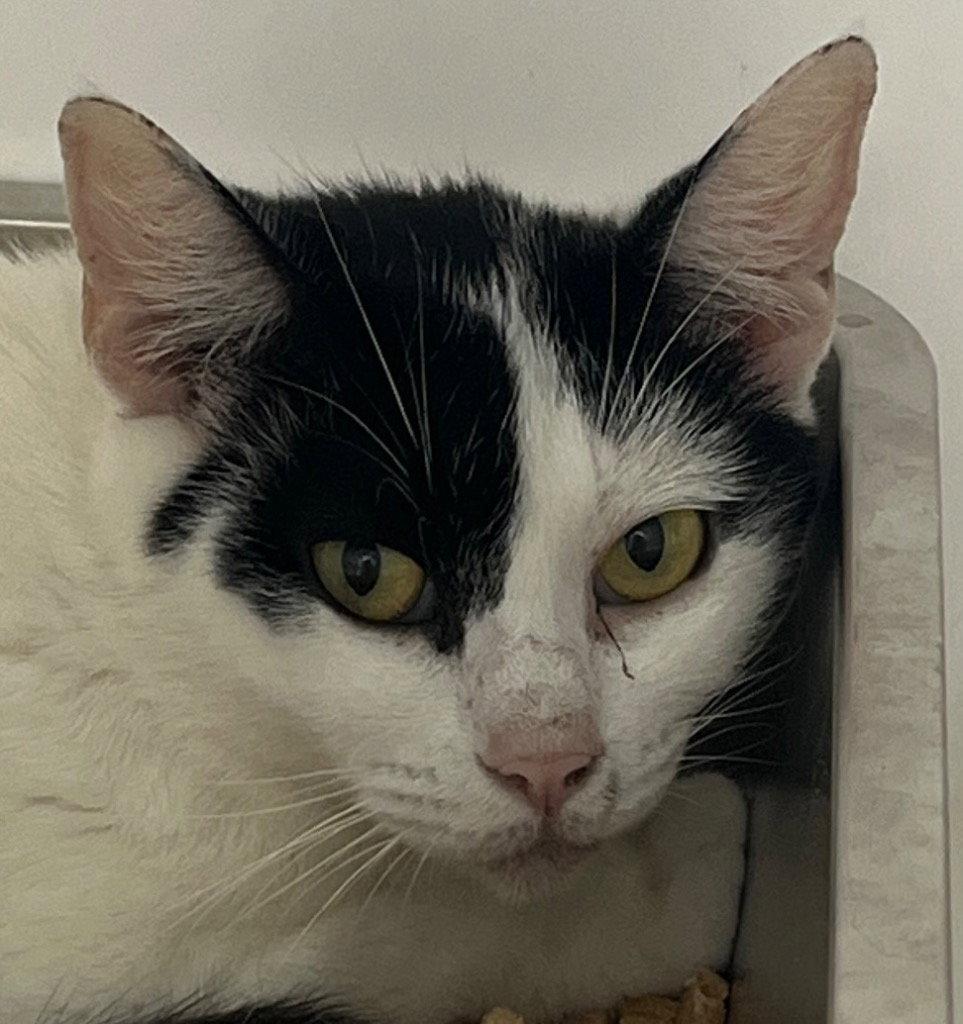 Enlarge 26-223 Cosmo, a Adoptable Domestic Short Hair in Tarboro, NC image 1/1