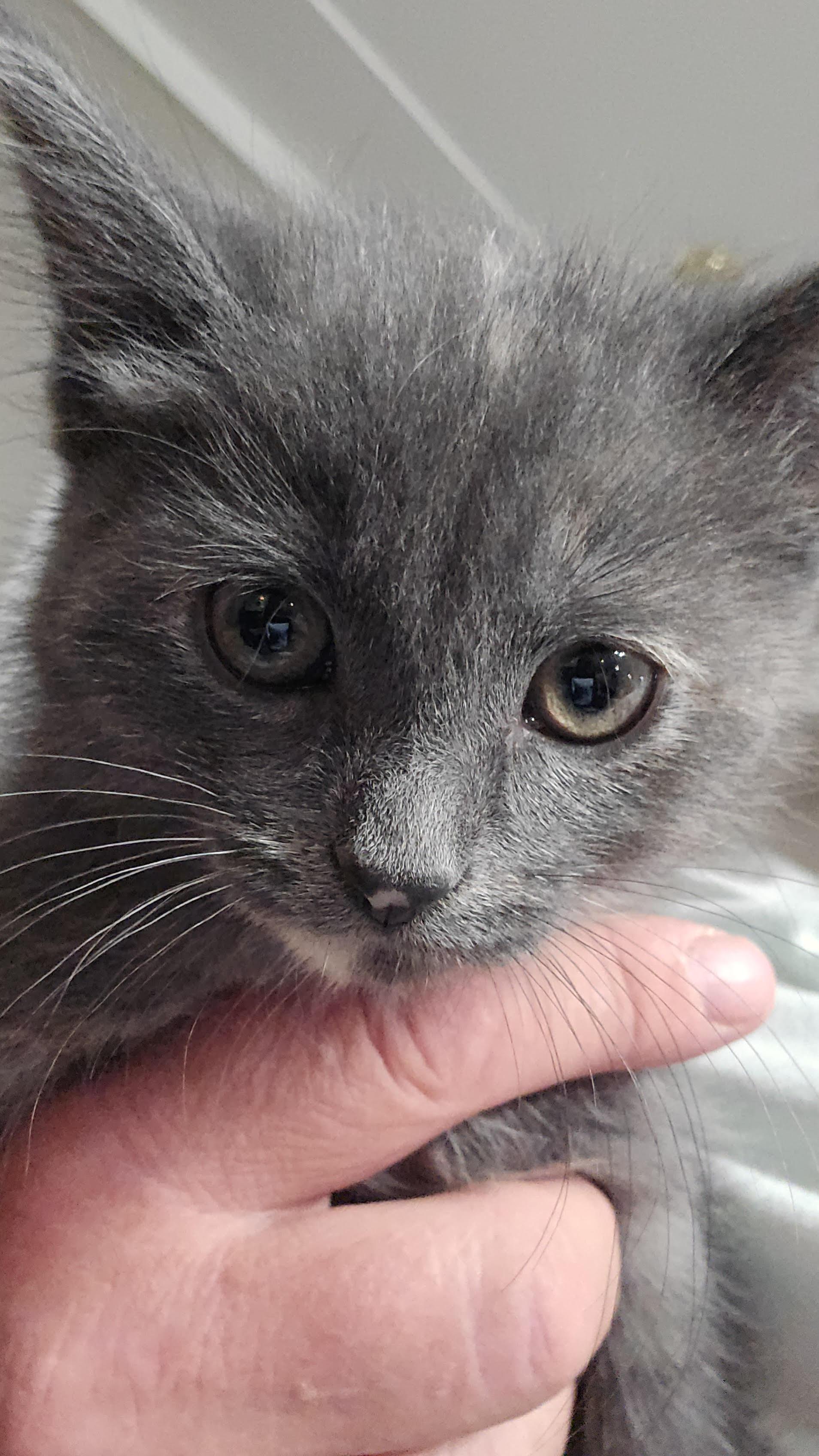 Willow, Adoptable, Kitten Female Domestic Medium Hair.