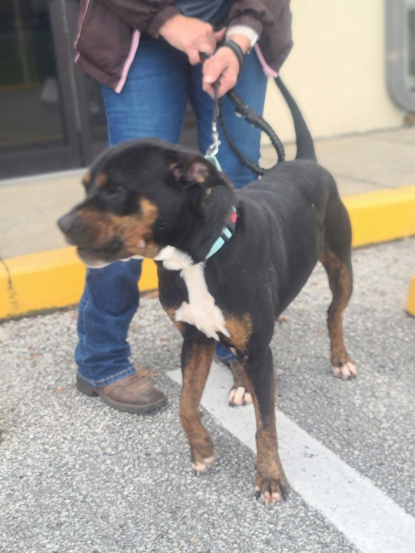 Domingo, Adoptable, Adult Male Rottweiler.