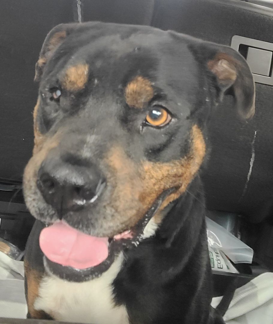 Enlarge Domingo, a Adoptable mixed breed in ocala, FL image 2/5