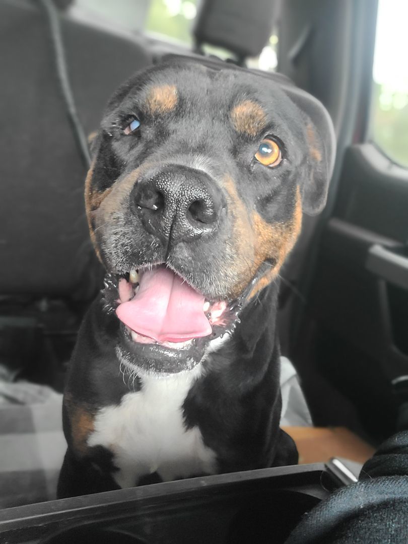 Enlarge Domingo, a Adoptable mixed breed in ocala, FL image 3/5