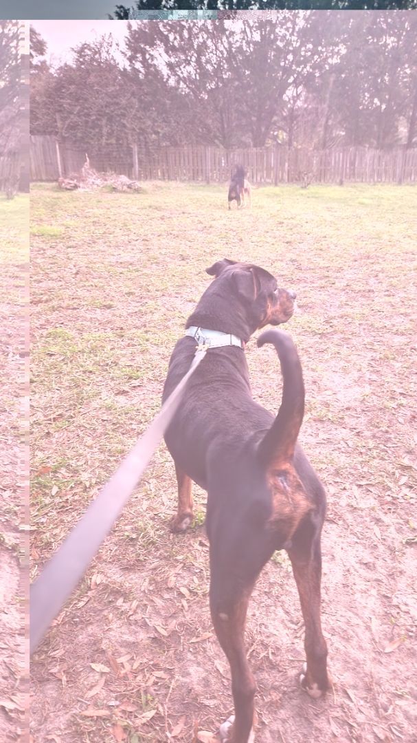 Enlarge Domingo, a Adoptable mixed breed in ocala, FL image 4/5