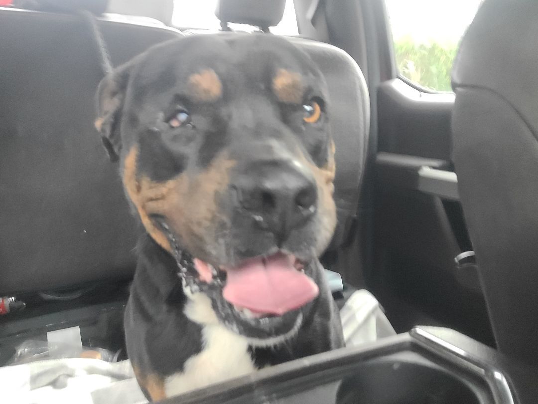 Enlarge Domingo, a Adoptable mixed breed in ocala, FL image 5/5