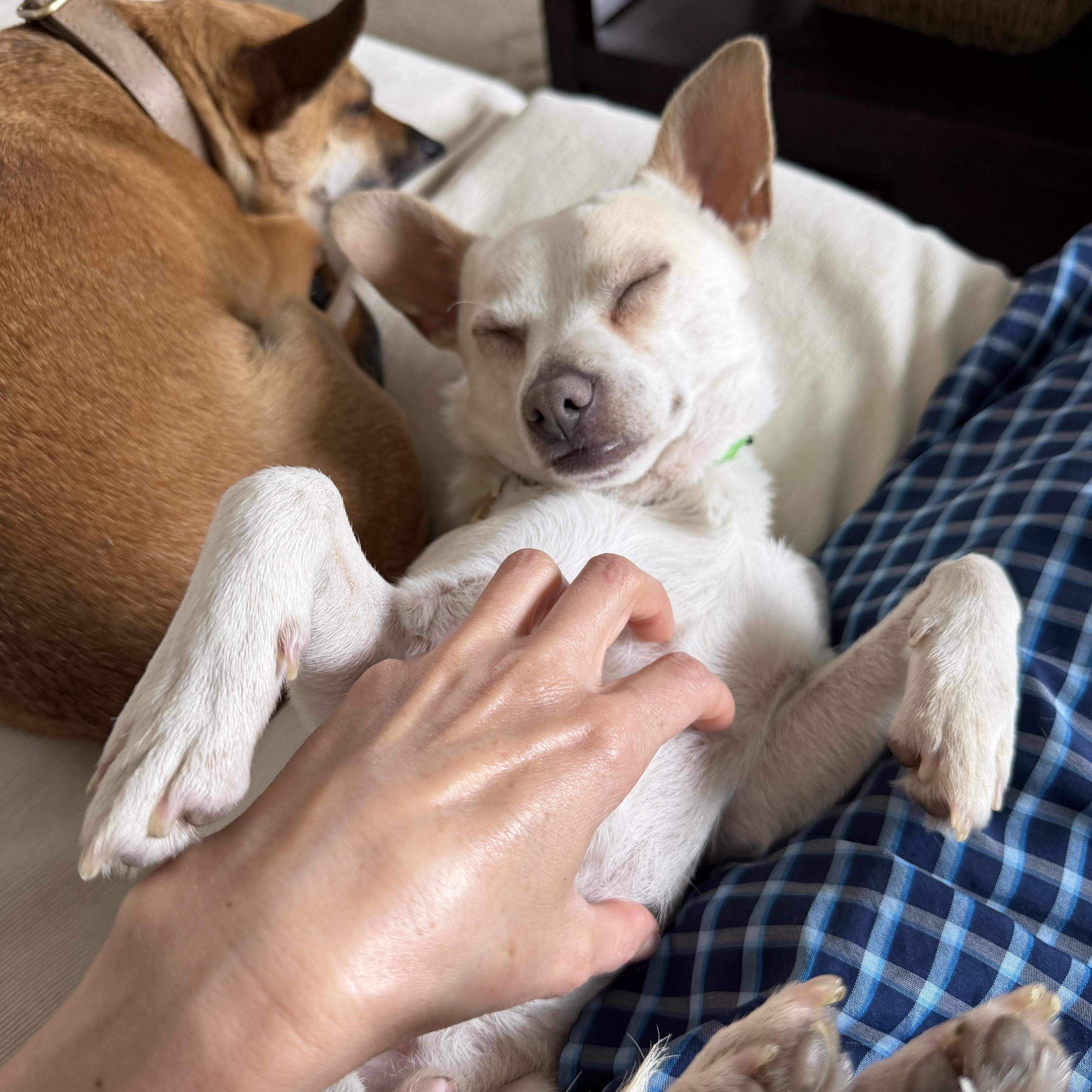 Tank, Adoptable, Young Male Chihuahua & Italian Greyhound.