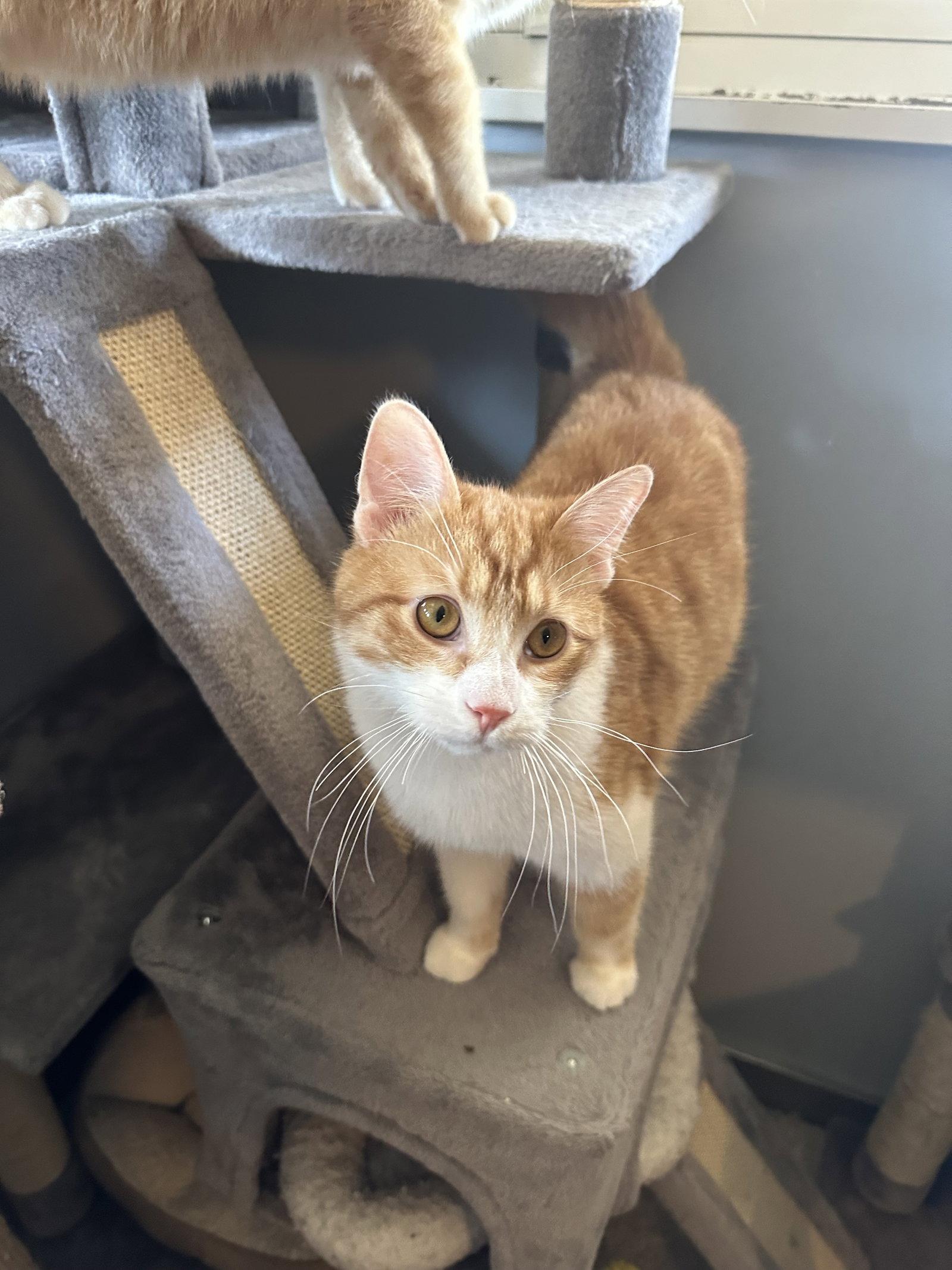 Enlarge Ellsworth - sweetest boy!, a Adopted mixed breed in Cincinnati, OH image 1/3