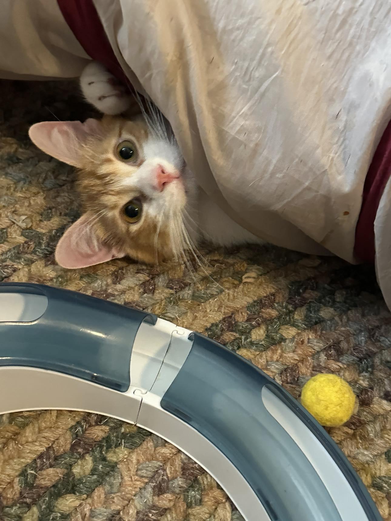 Enlarge Ellsworth - sweetest boy!, a Adopted mixed breed in Cincinnati, OH image 2/3