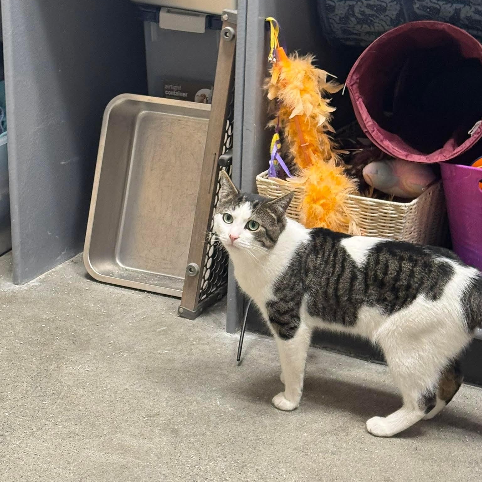 Enlarge Lucifer, a ADOPTABLE Domestic Short Hair in Bourne, MA image 4/5