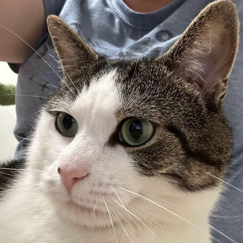 Enlarge Lucifer, a ADOPTABLE Domestic Short Hair in Bourne, MA image 2/5