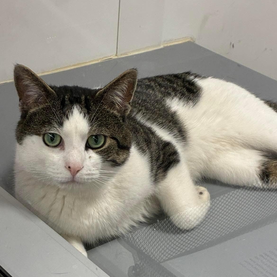 Enlarge Lucifer, a ADOPTABLE Domestic Short Hair in Bourne, MA image 1/5