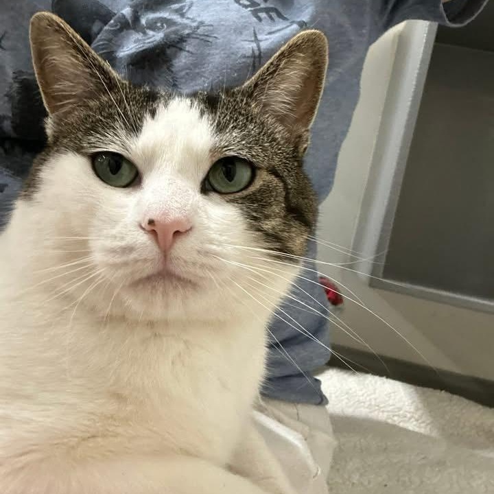 Enlarge Lucifer, a ADOPTABLE Domestic Short Hair in Bourne, MA image 5/5