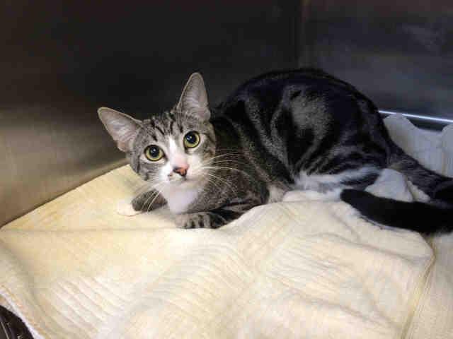 Enlarge BARN CAT, a Adoptable Domestic Short Hair in San Martin, CA image 1/1