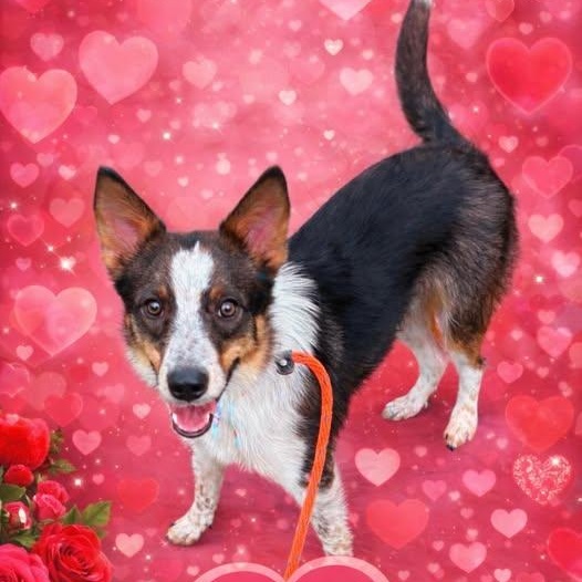 Enlarge TALTY, a Adoptable mixed breed in Heath, TX image 1/6