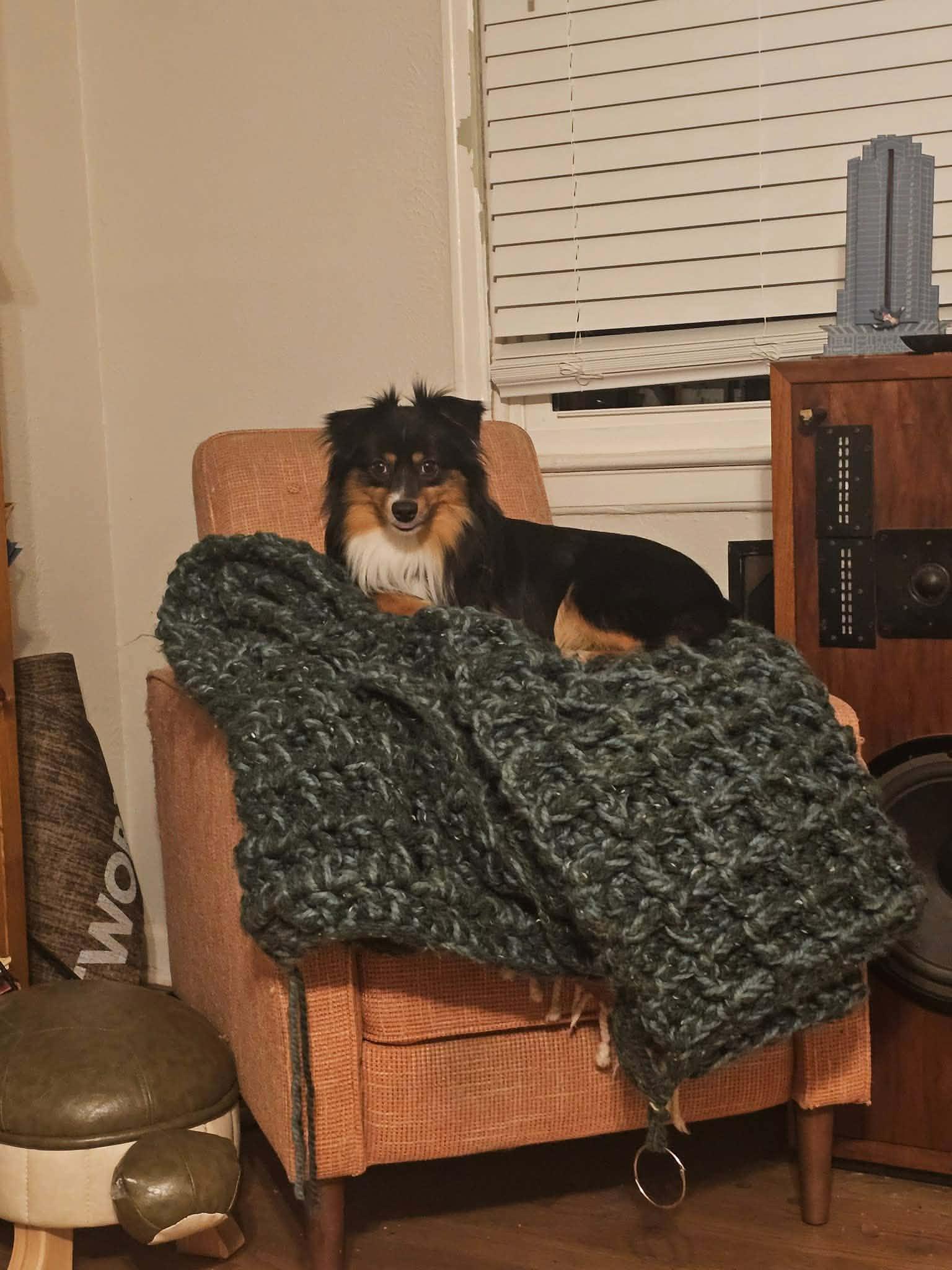 Chicken Wing (CW), an adopted Australian Shepherd in Garland, TX image 4/5