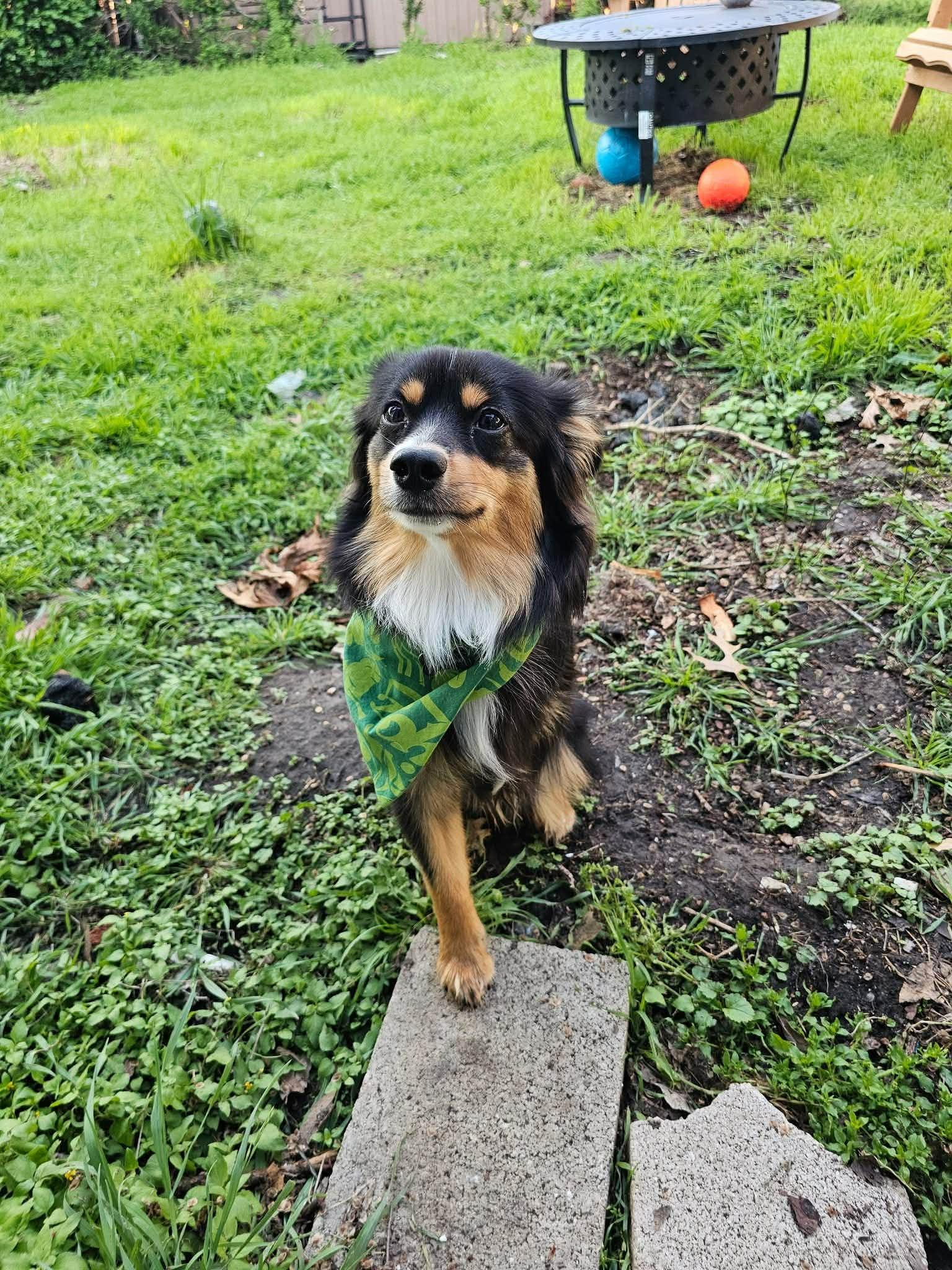 Chicken Wing (CW), an adopted Australian Shepherd in Garland, TX image 2/5