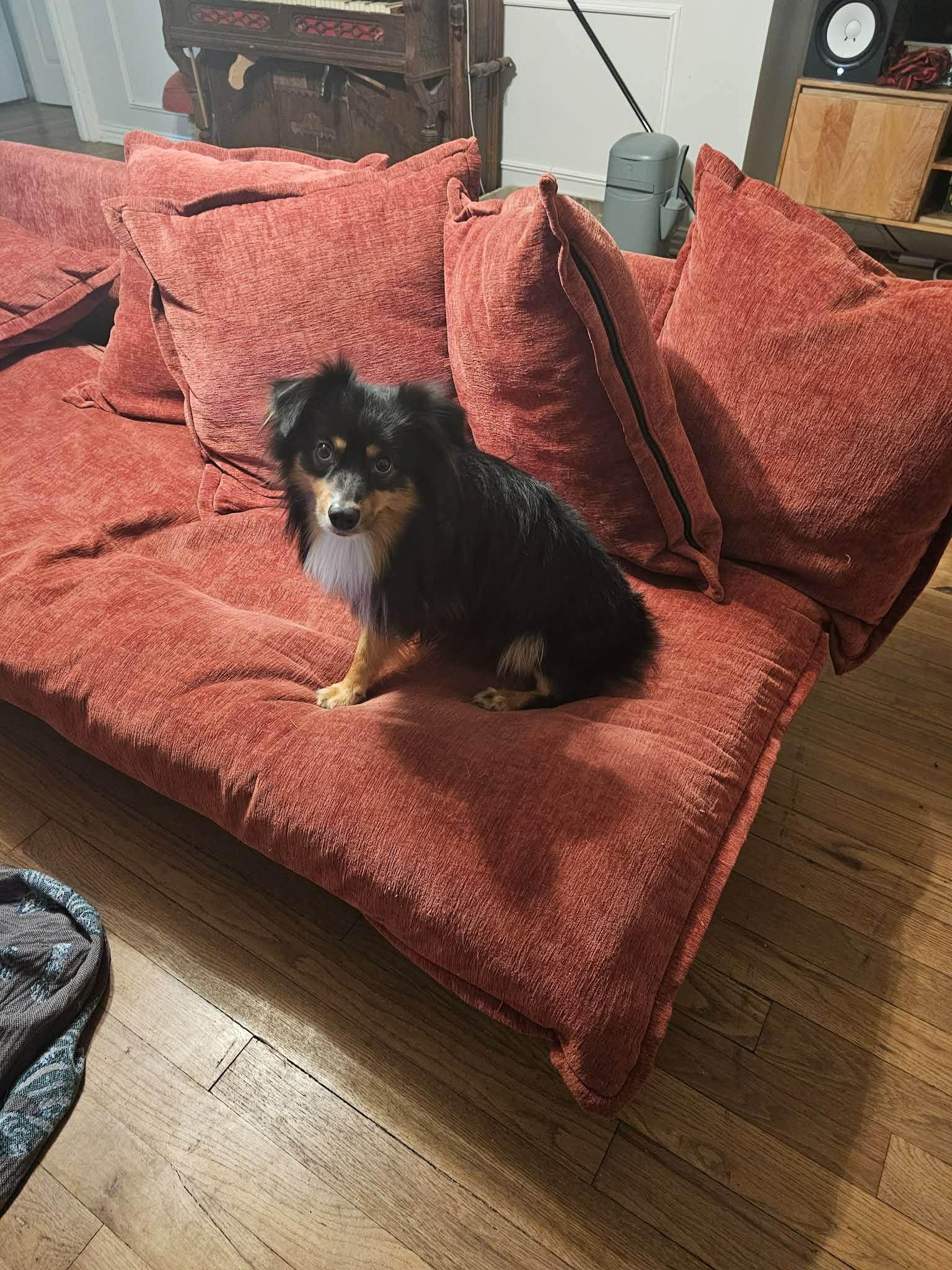 Chicken Wing (CW), an adopted Australian Shepherd in Garland, TX image 5/5