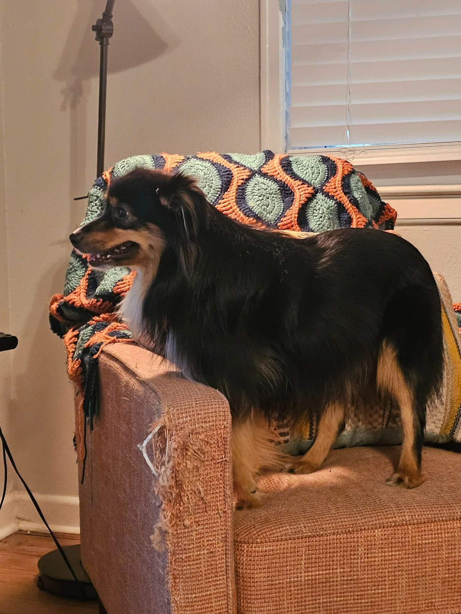 Chicken Wing (CW), an adopted Australian Shepherd in Garland, TX image 3/5