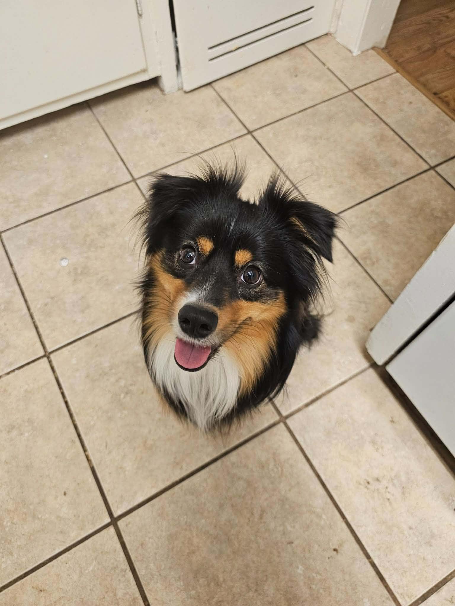 Chicken Wing (CW), an adopted Australian Shepherd in Garland, TX image 1/5