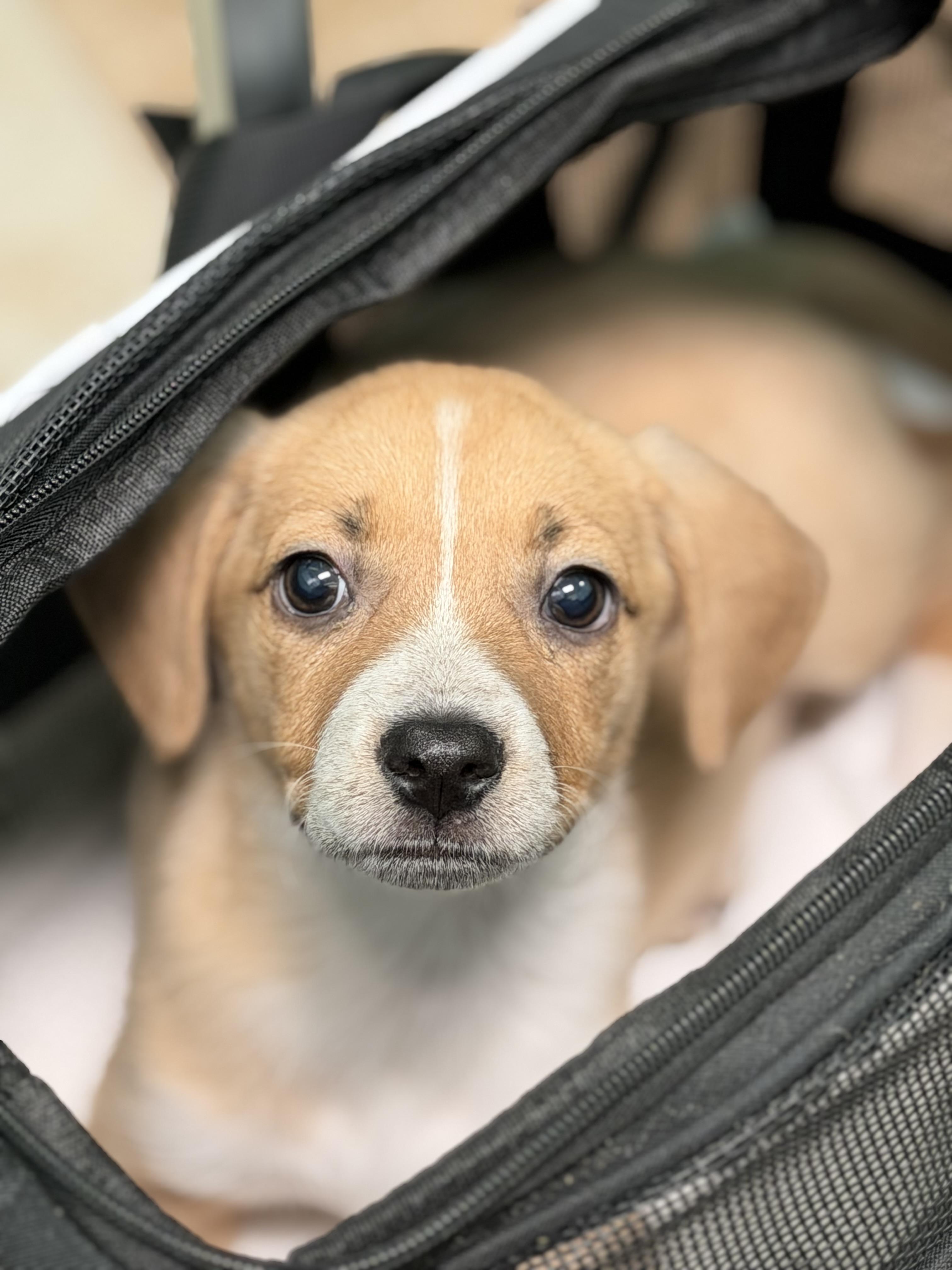 Grace, adopted, Puppy Female Beagle.