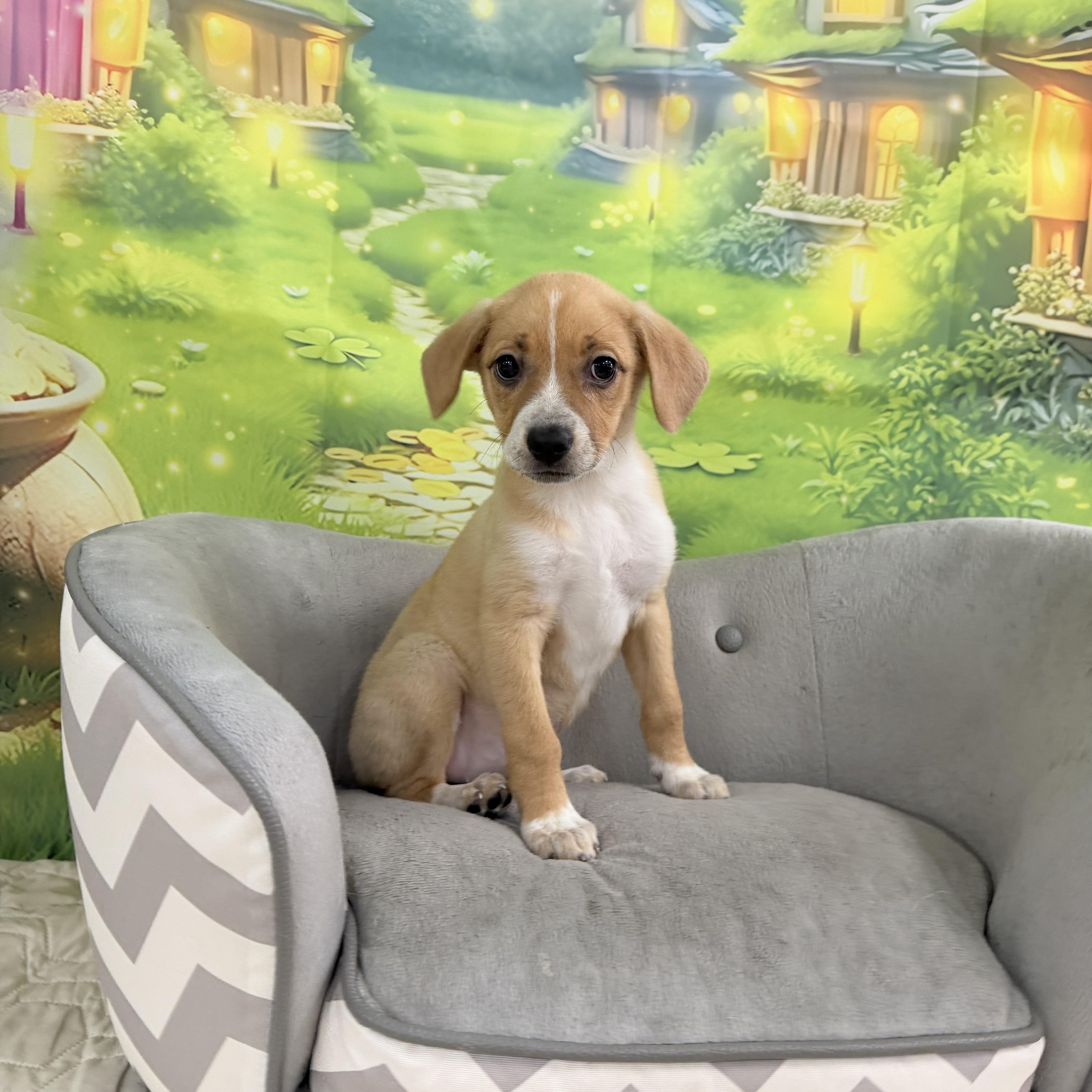 Enlarge Grace, an adopted mixed breed in Palm springs, FL image 2/2