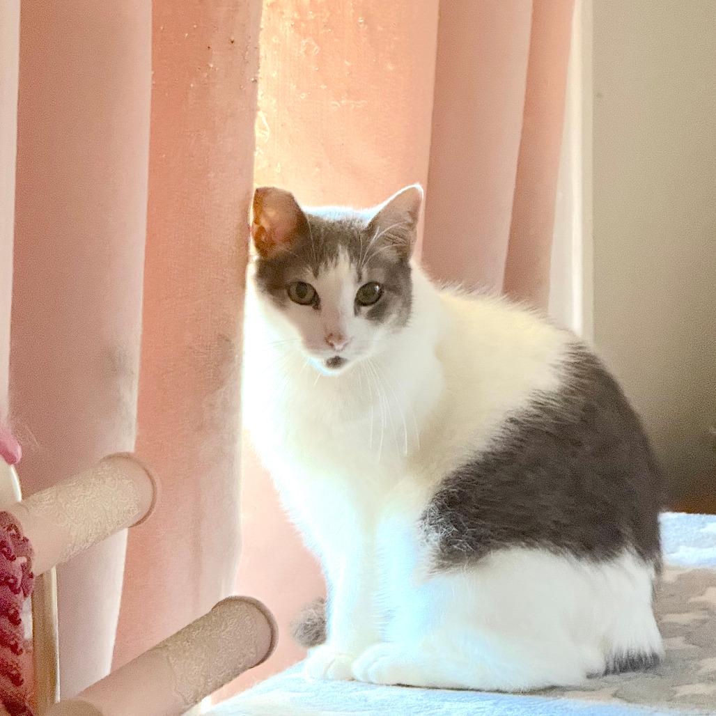 Clue, Adoptable, Adult Female Domestic Short Hair.