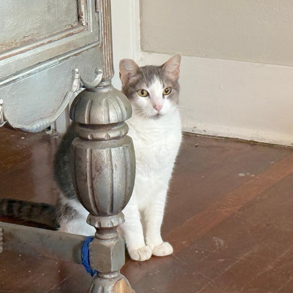 Enlarge Clue, a Adoptable mixed breed in Houston, TX image 2/3