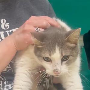 Enlarge Clue, a Adoptable mixed breed in Houston, TX image 3/3