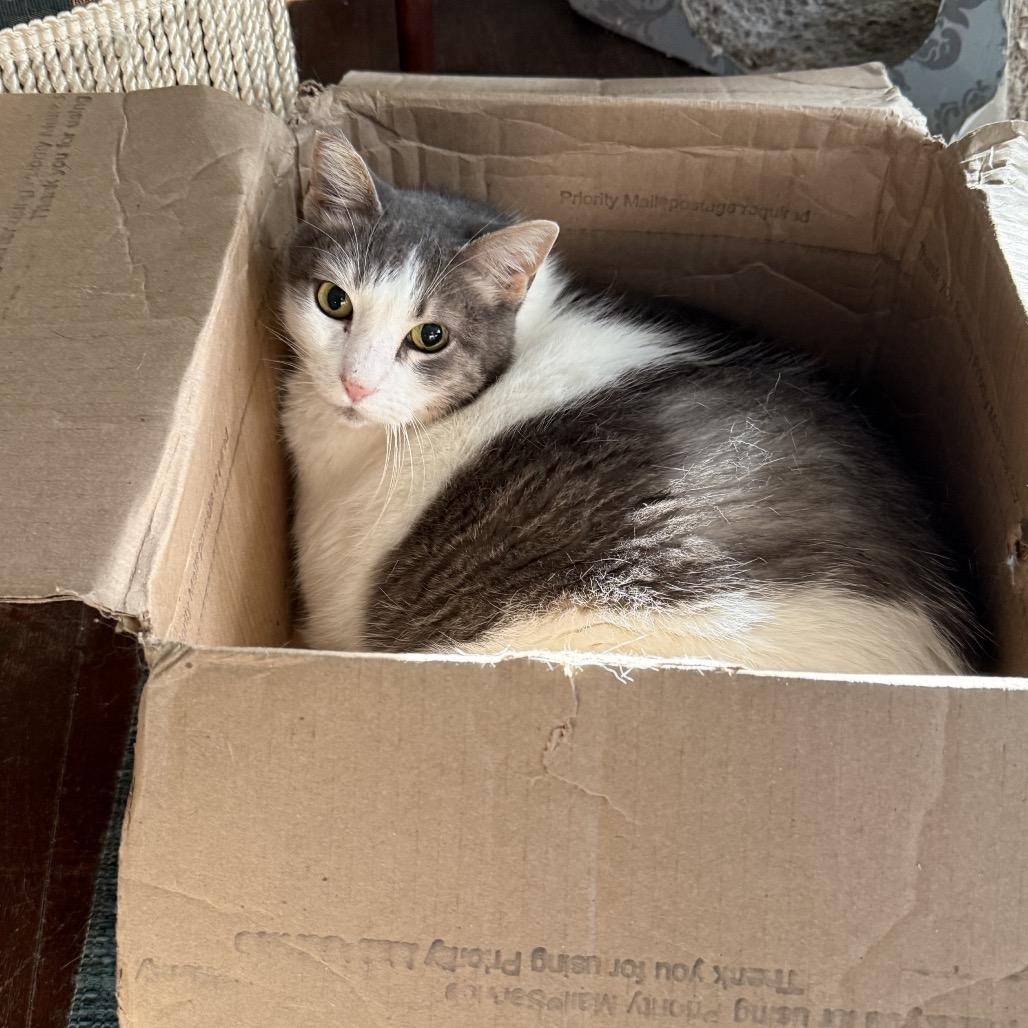 Enlarge Clue, a Adoptable mixed breed in Houston, TX image 3/3