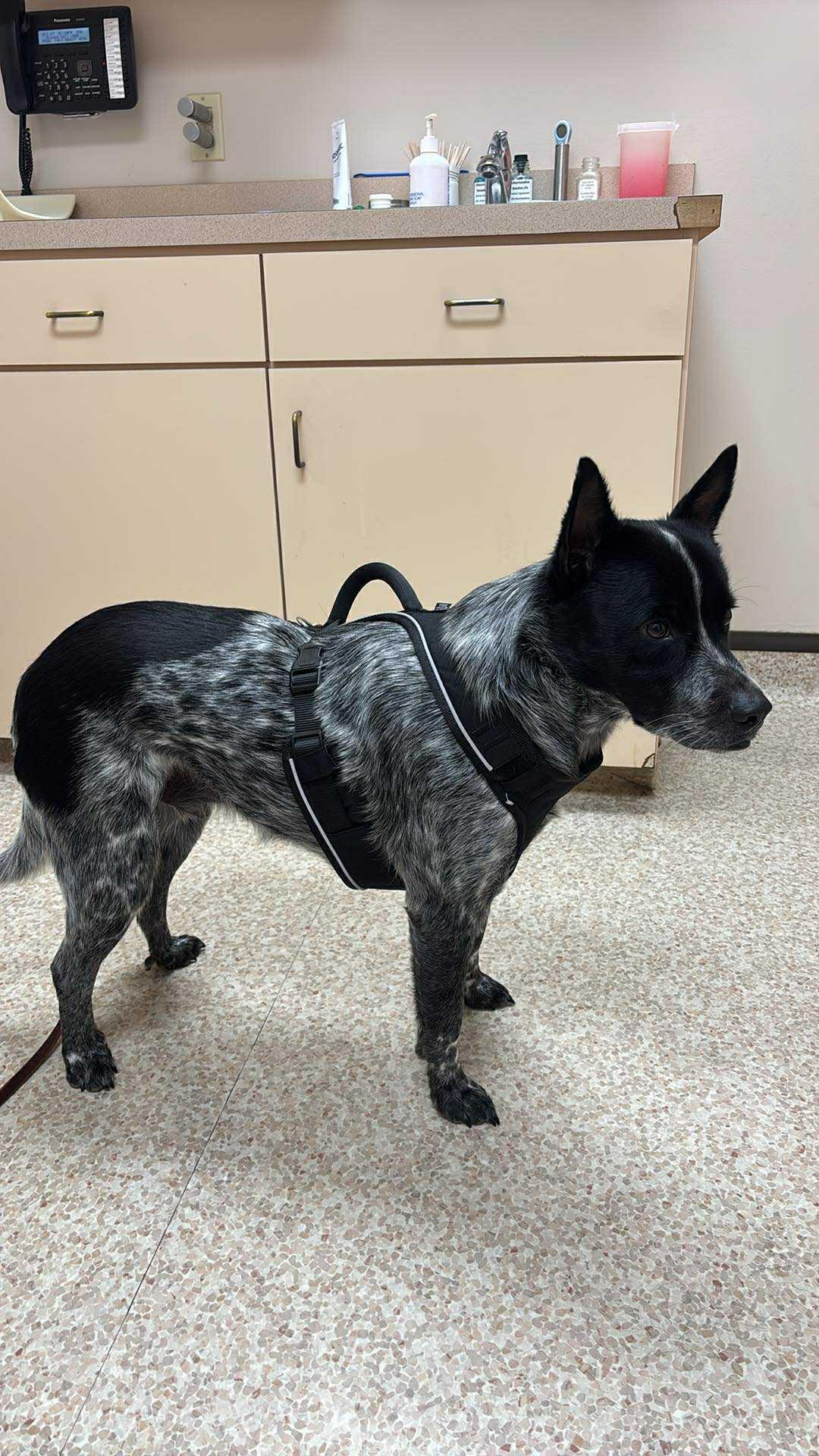 Bleau, adoptable, Adult Male Australian Cattle Dog / Blue Heeler.