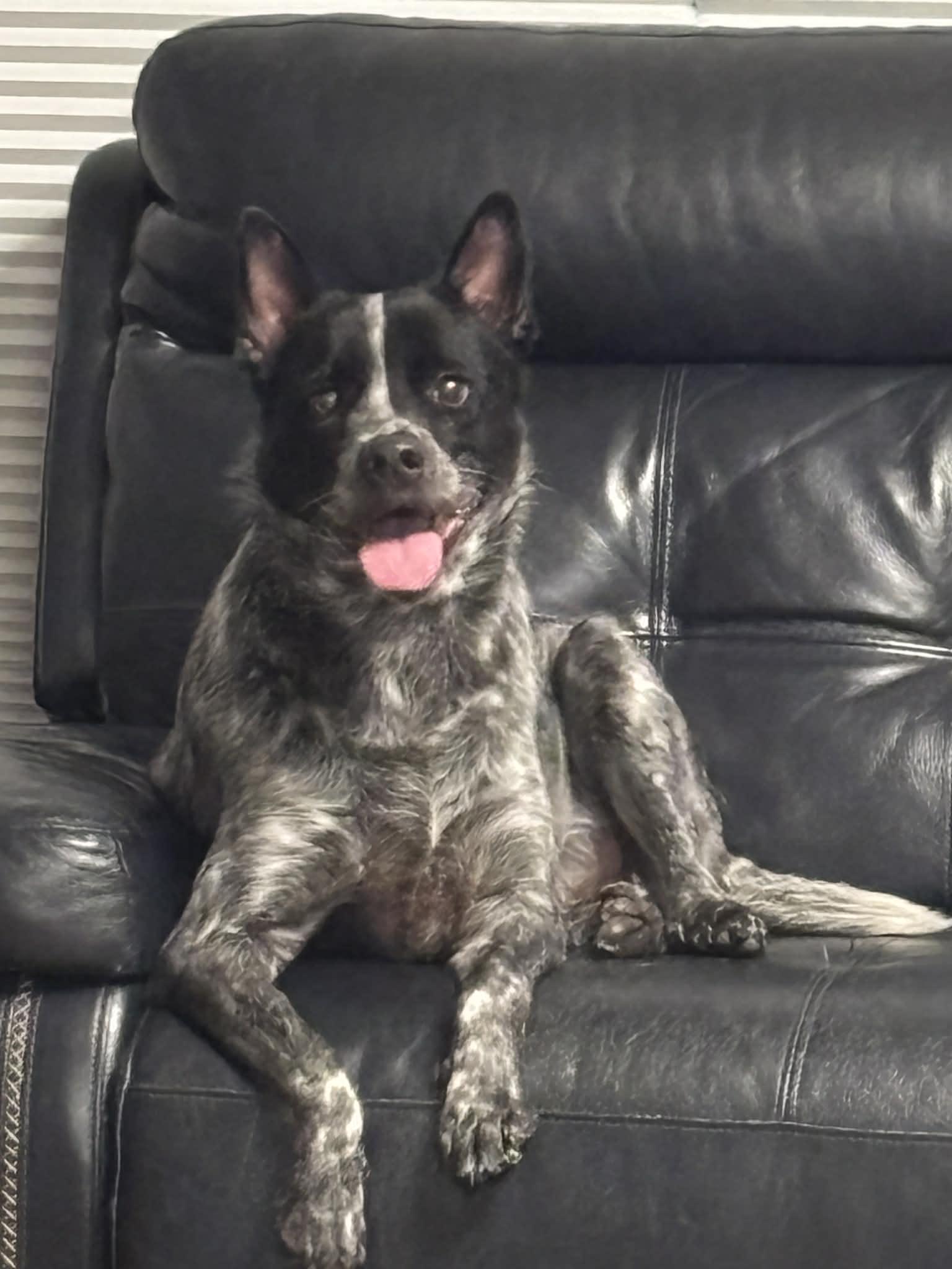 Enlarge Bleau, an adoptable mixed breed in El Dorado, KS image 2/3