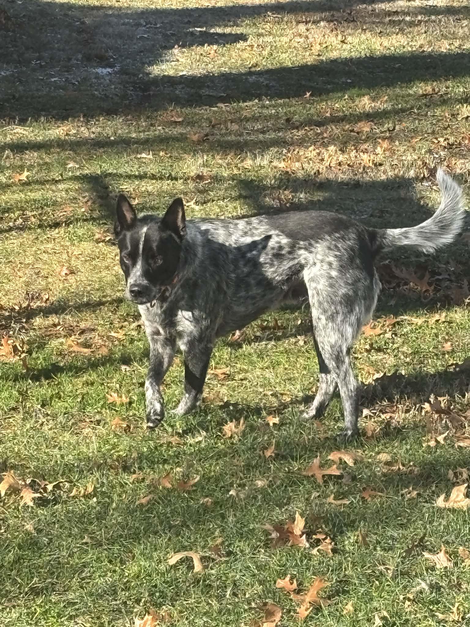 Enlarge Bleau, an adoptable mixed breed in El Dorado, KS image 3/3