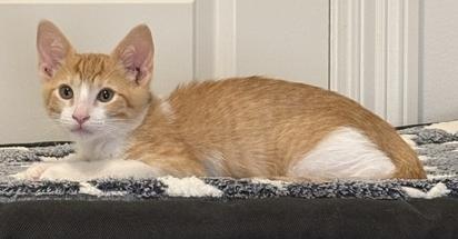 Enlarge Ducky, a Adoptable Domestic Short Hair in Lafayette, LA image 3/5