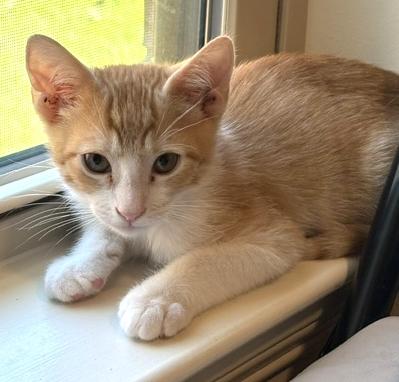 Enlarge Ducky, a Adoptable Domestic Short Hair in Lafayette, LA image 4/5