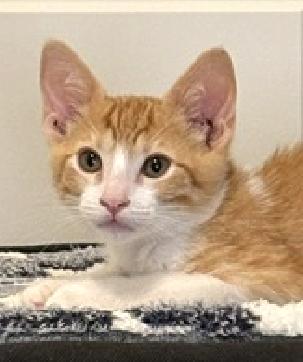 Ducky, Adoptable, Kitten Male Domestic Short Hair.