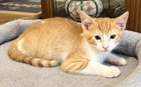 Enlarge Ducky, a Adoptable Domestic Short Hair in Lafayette, LA image 2/5