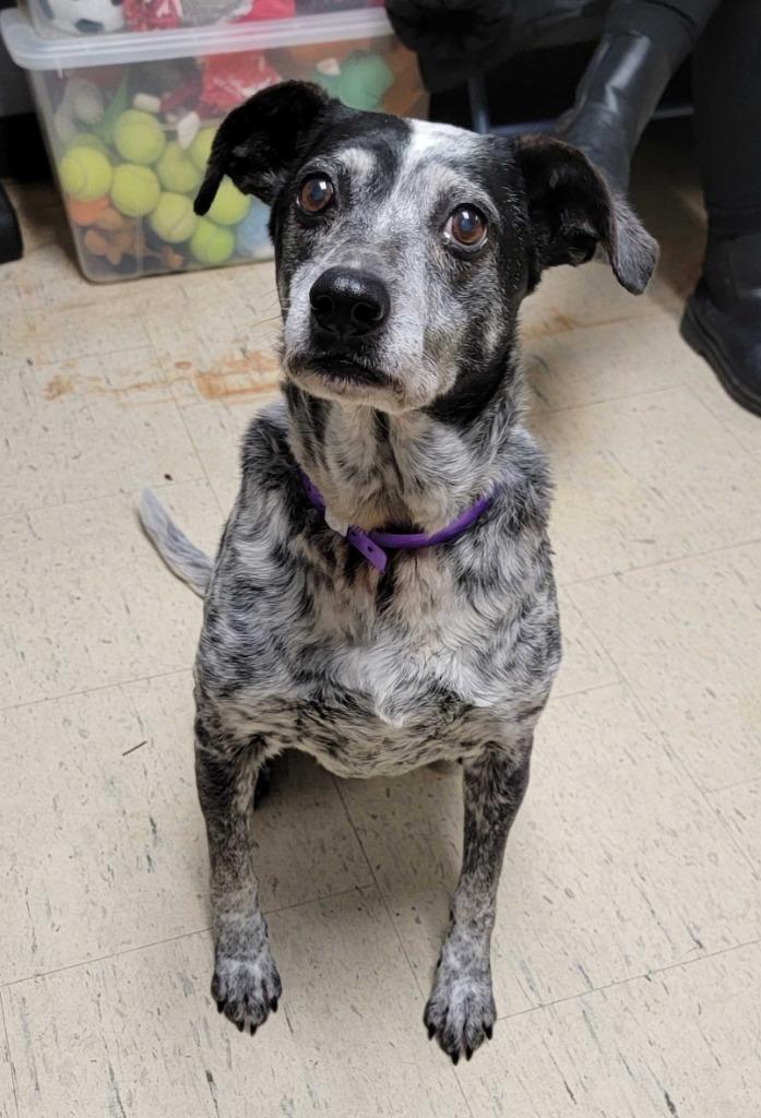 Seven, Adoptable, Senior Female Australian Cattle Dog / Blue Heeler & Mixed Breed.