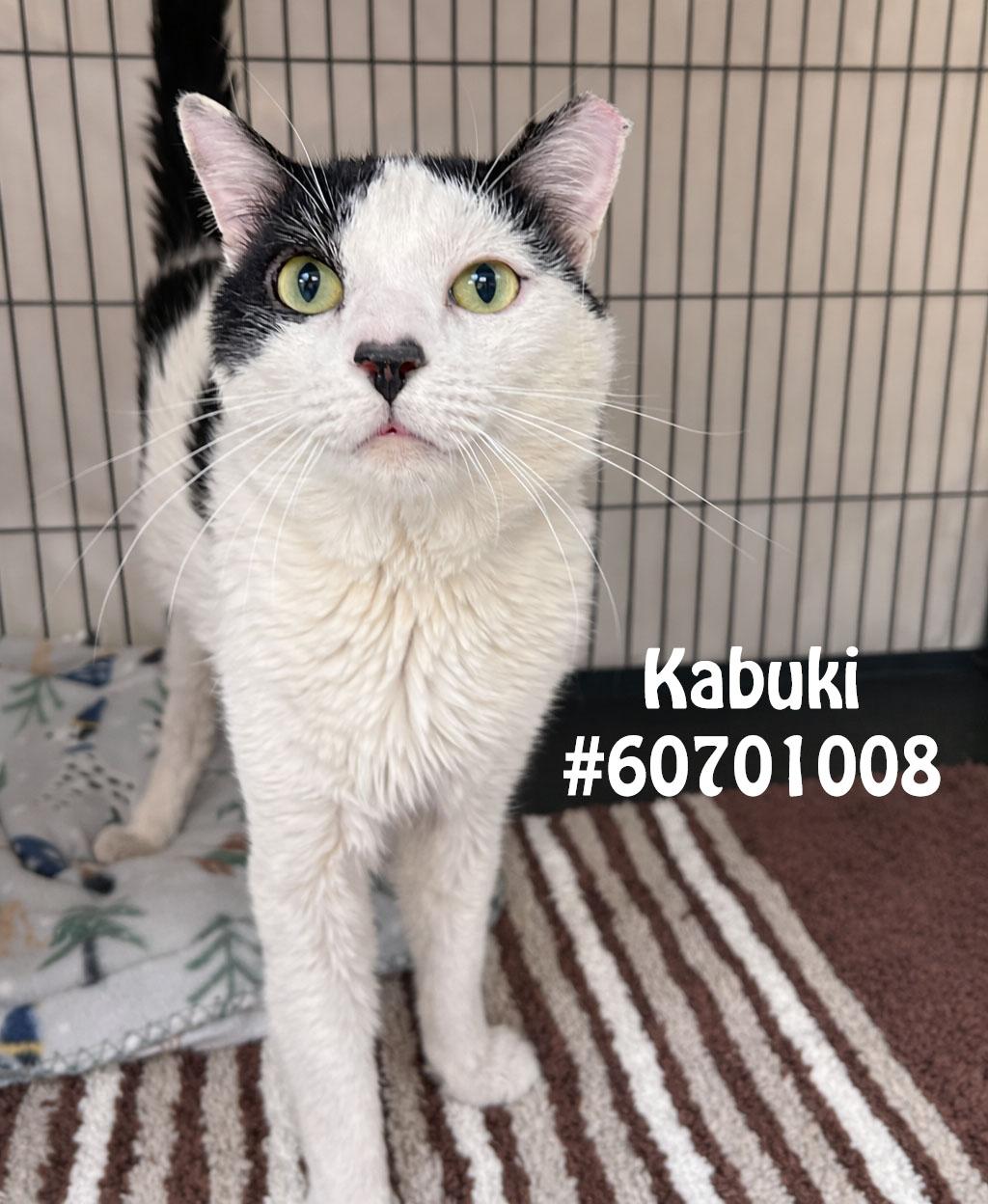 Enlarge Kabuki , a ADOPTABLE Domestic Short Hair in Wilkes Barre, PA image 1/1