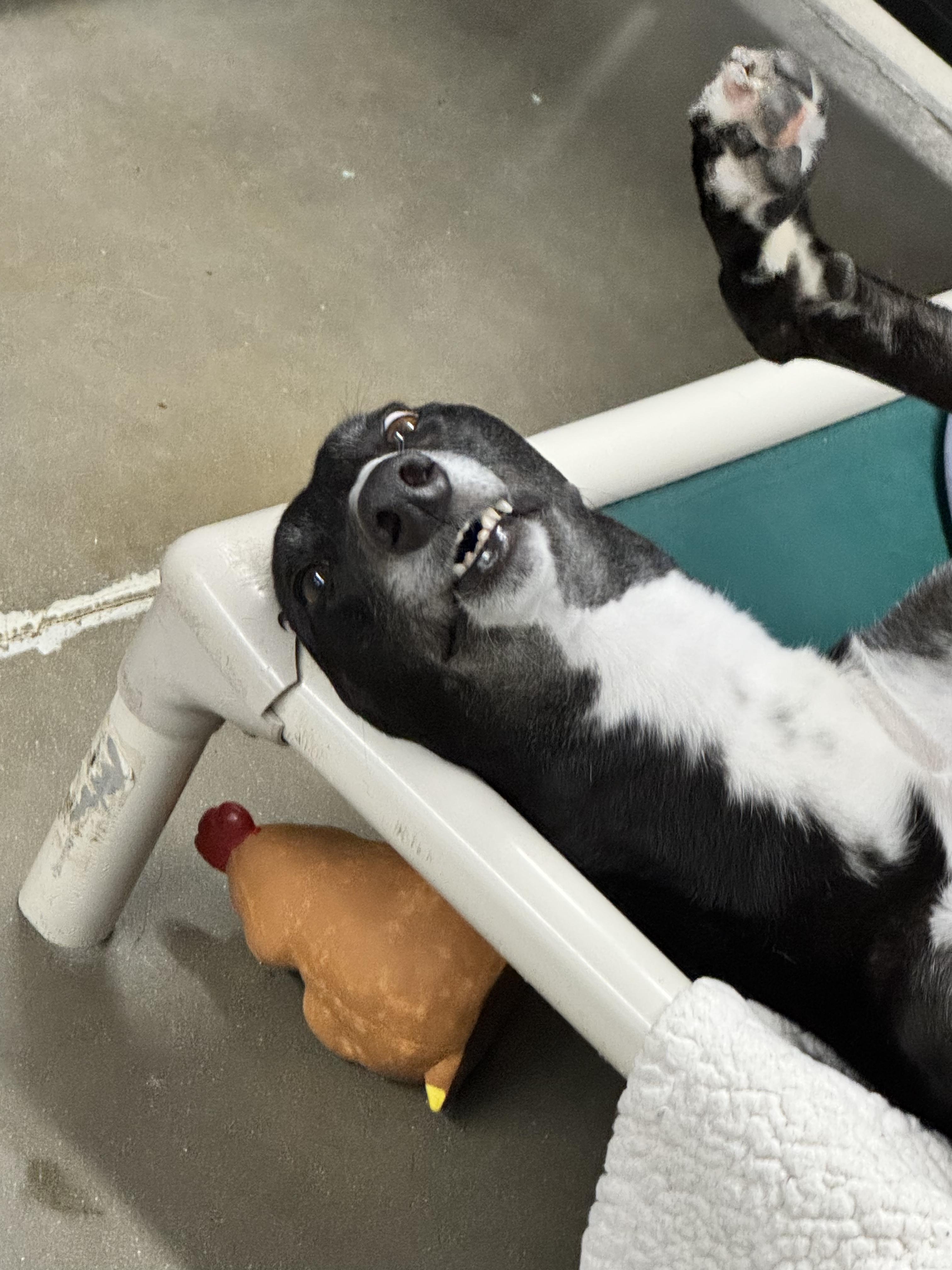 Jackson, an adoptable Greyhound in Swanzey, NH, 03446 | Photo Image 4