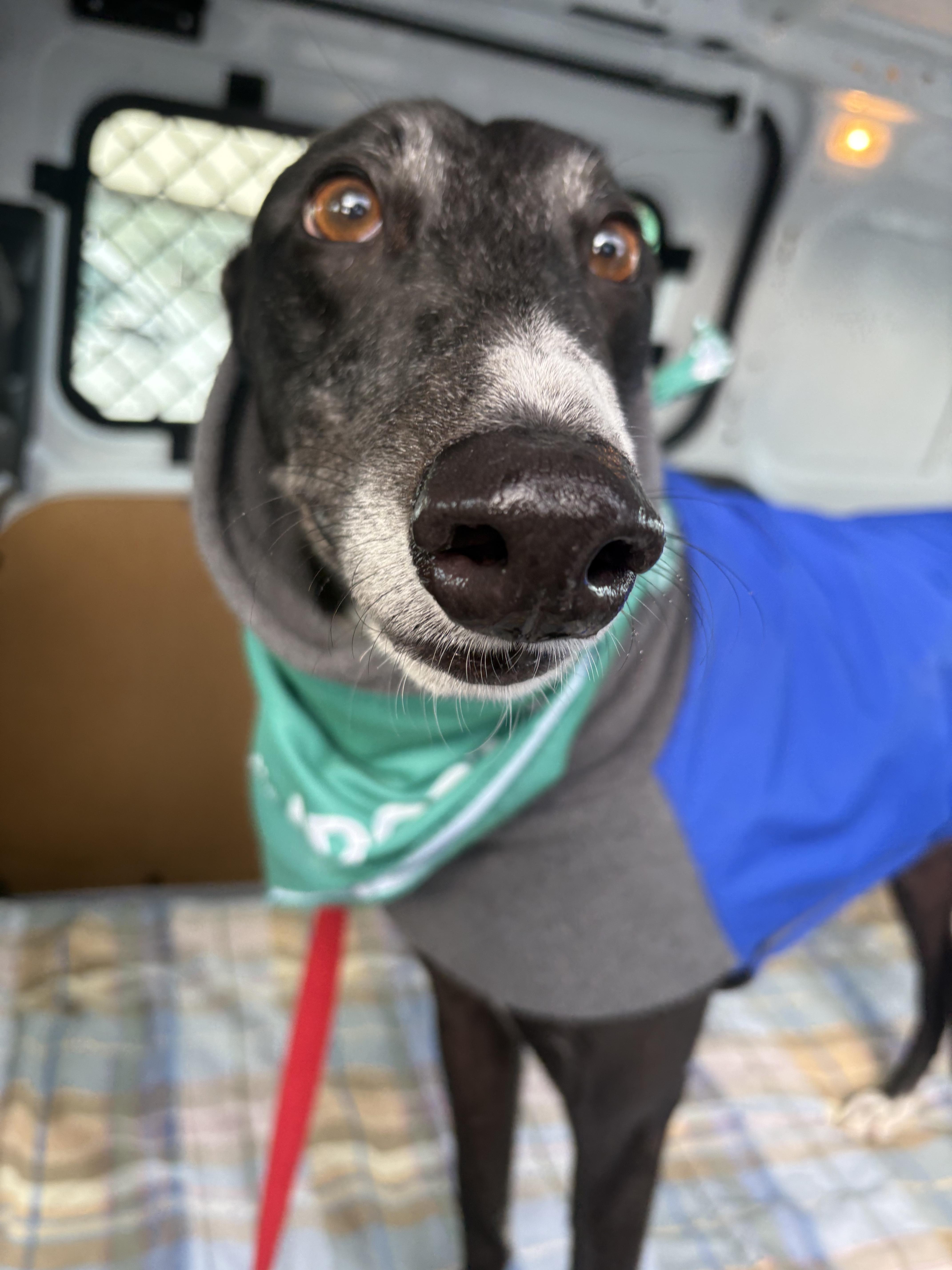 Jackson, a Adoptable Greyhound in Swanzey, NH image 2/6