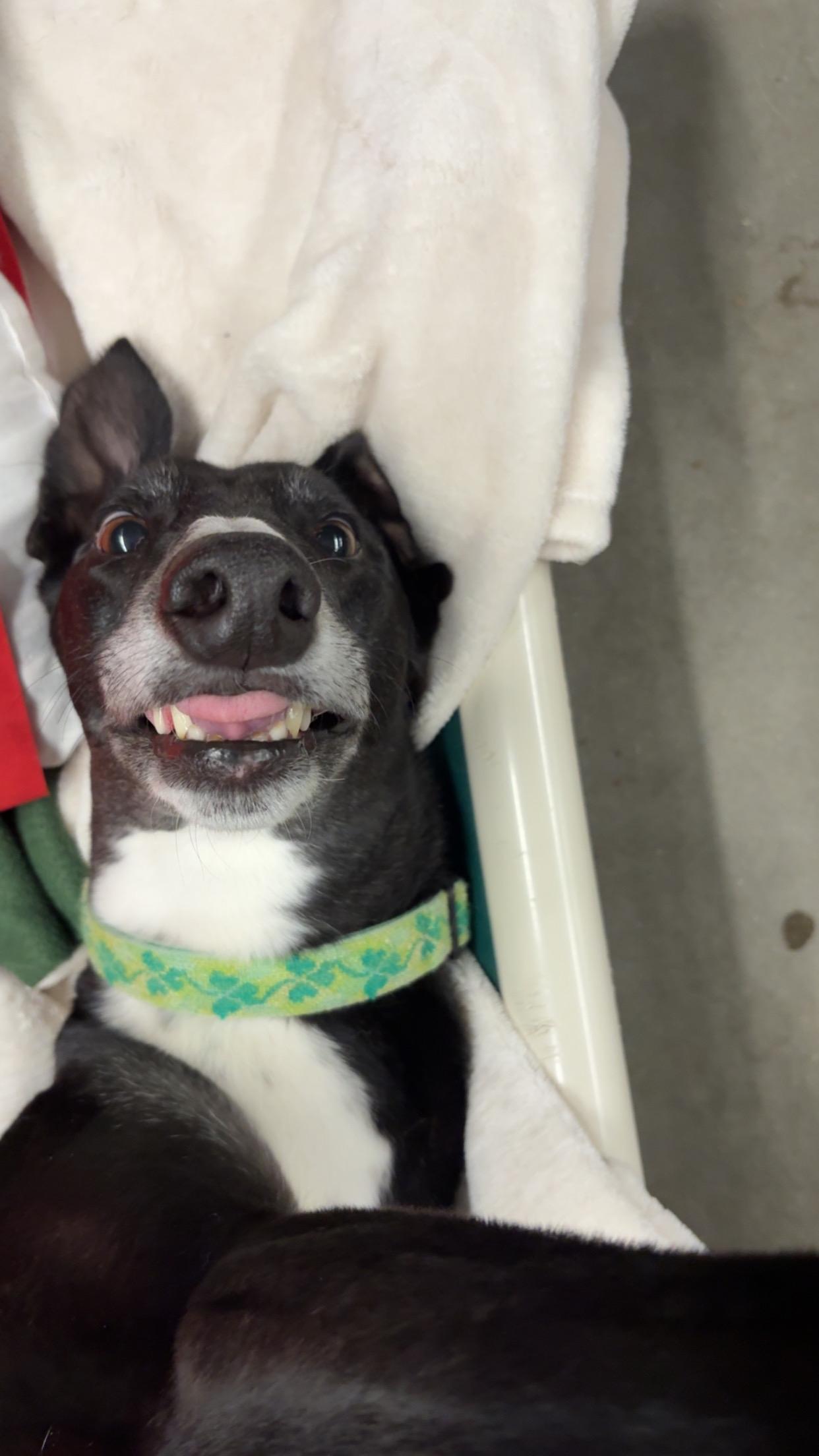 Jackson, an adoptable Greyhound in Swanzey, NH, 03446 | Photo Image 3