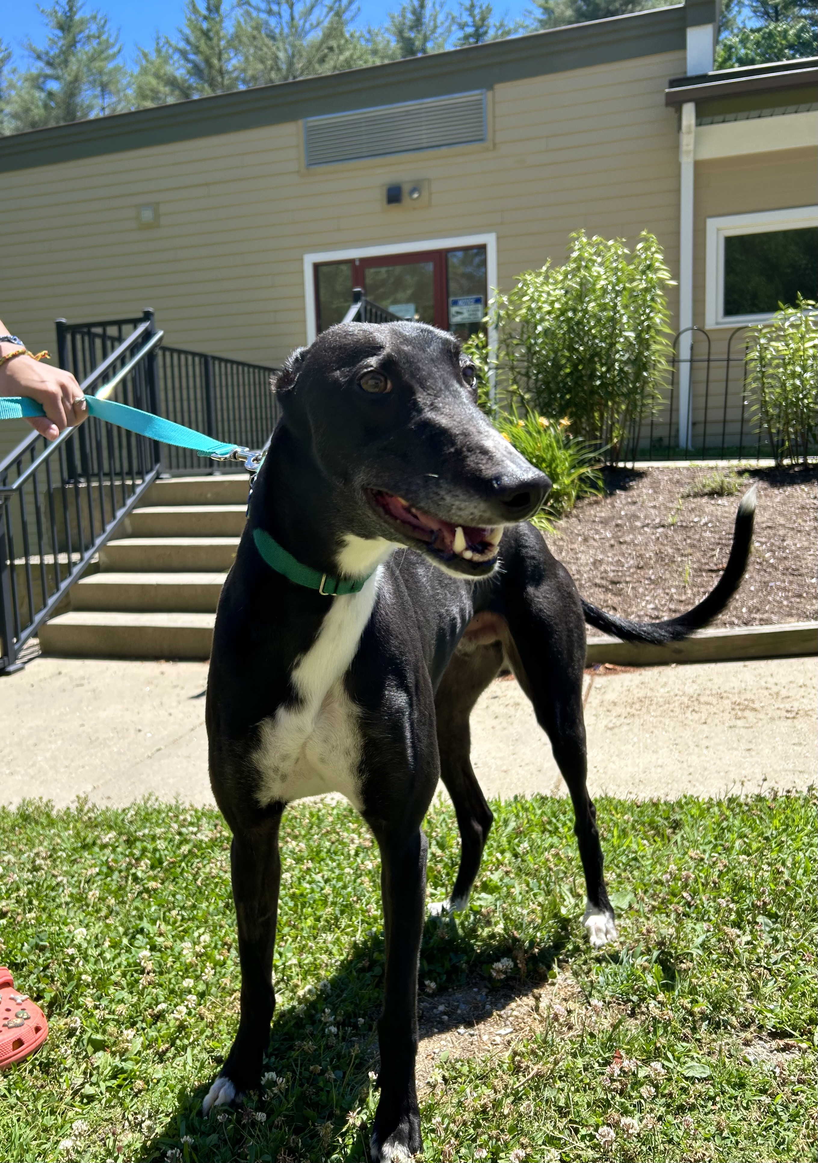 Jackson, a Adoptable Greyhound in Swanzey, NH image 5/6