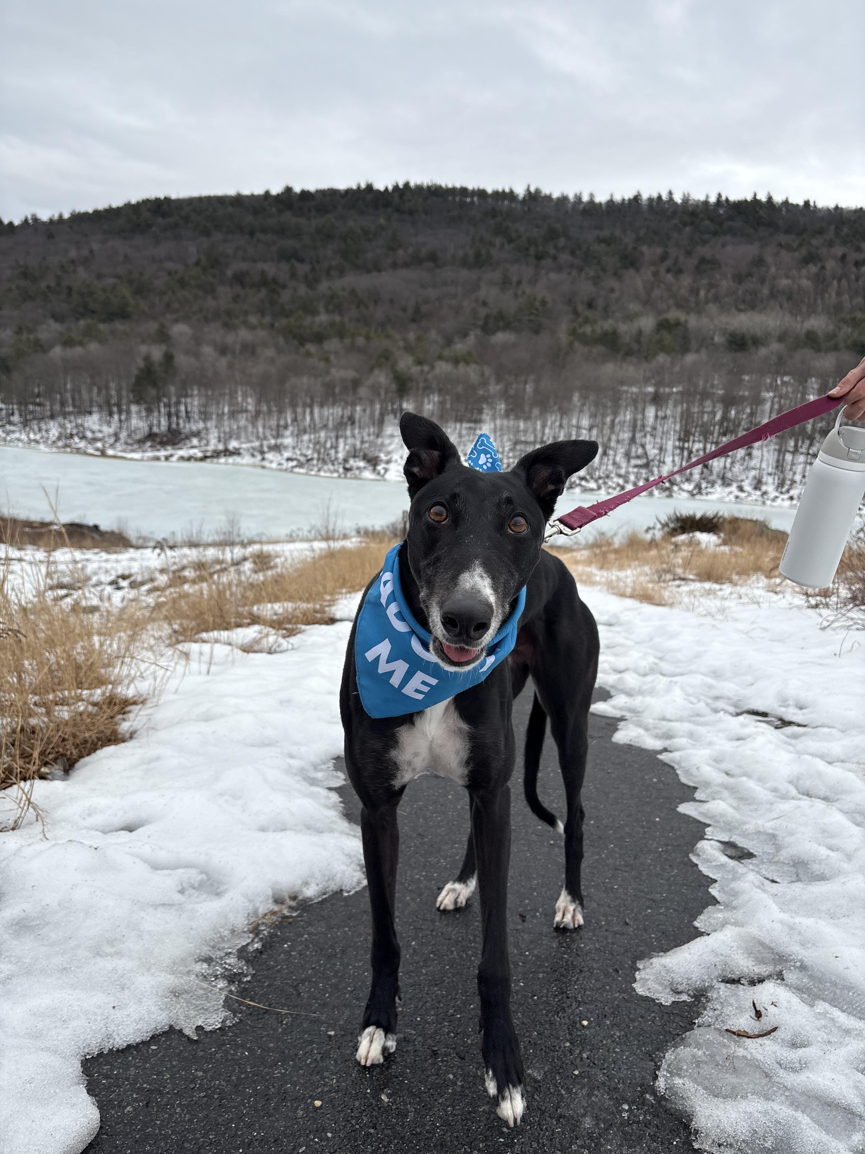 Jackson, a Adoptable Greyhound in Swanzey, NH image 6/6