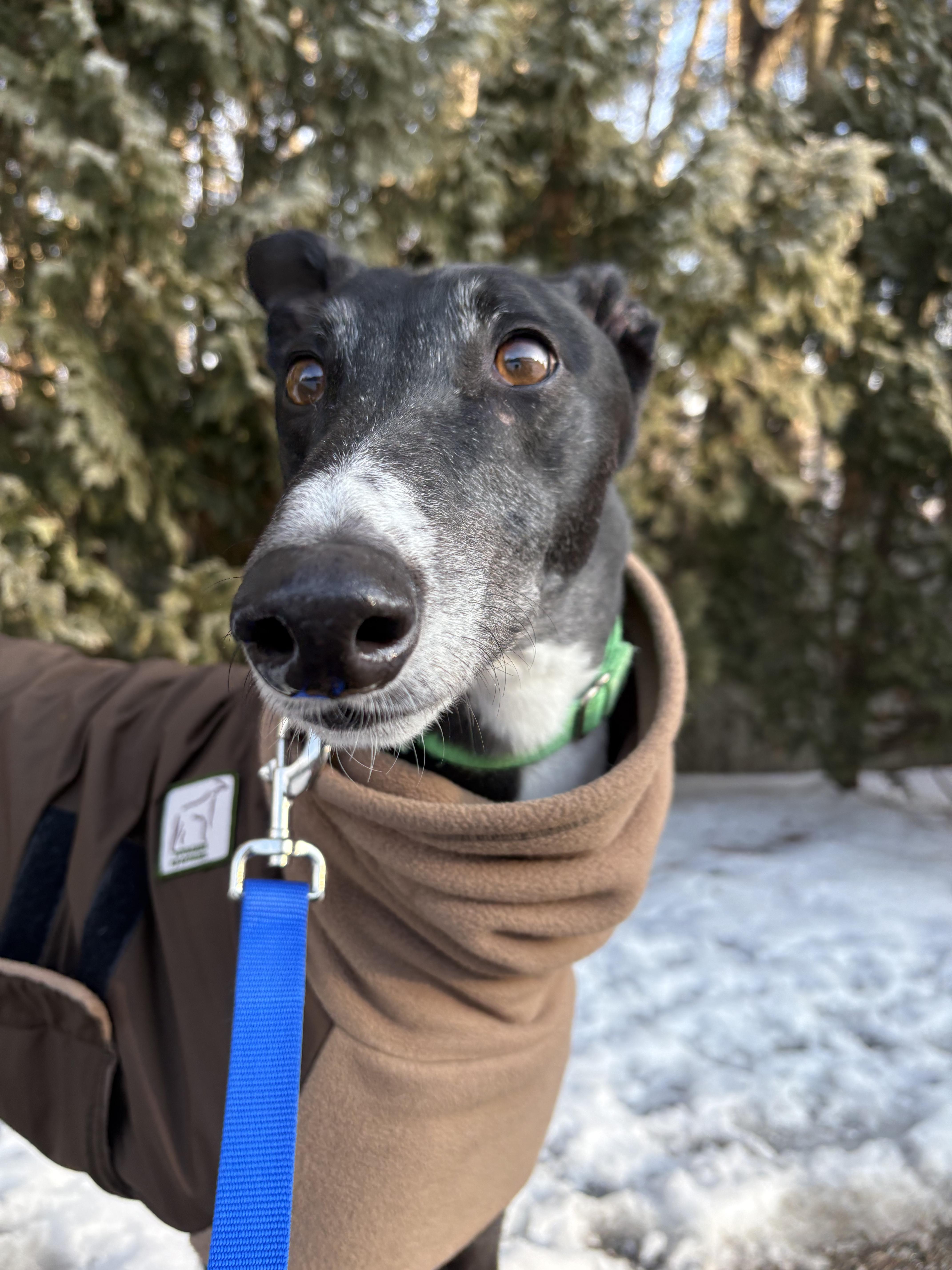 Jackson, a Adoptable Greyhound in Swanzey, NH image 1/6