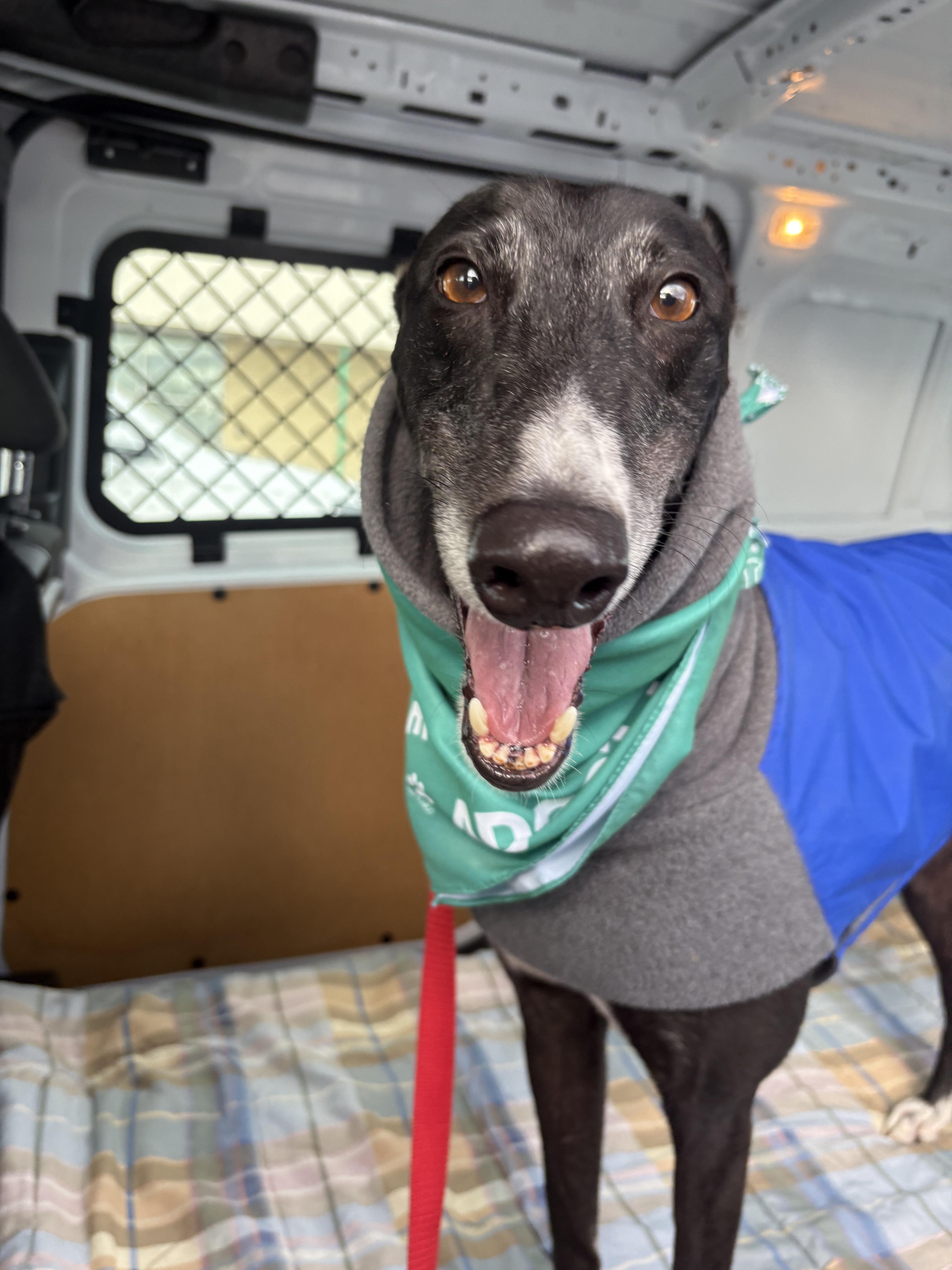 Jackson, a Adoptable Greyhound in Swanzey, NH image 1/6