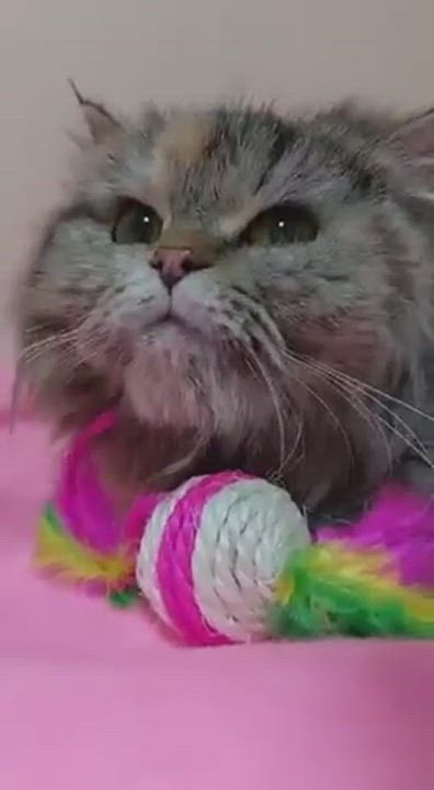 Enlarge Sasha , a Adopted Persian in Chicago, IL video 3/5