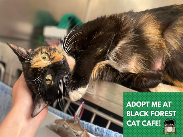 TUTU, Adoptable, Young Female Domestic Short Hair.
